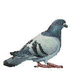 Pigeon2